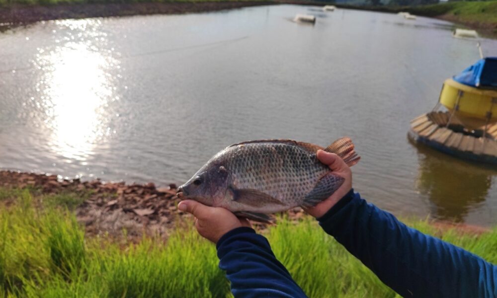 Chegada de pescados importados ameaçam a tilapicultura brasileira