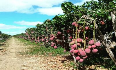 Multinacional SML de soluções para nutrição