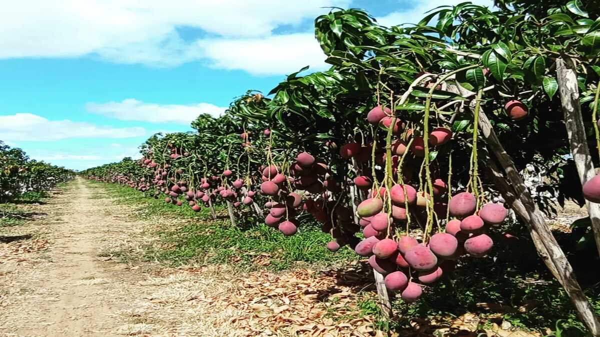 Multinacional SML de soluções para nutrição