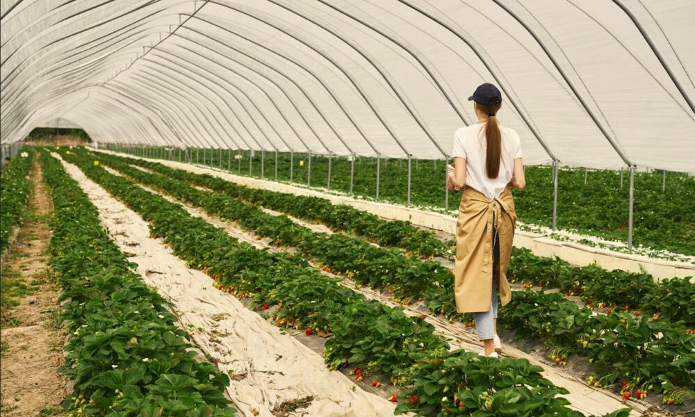 O Agro brasileiro