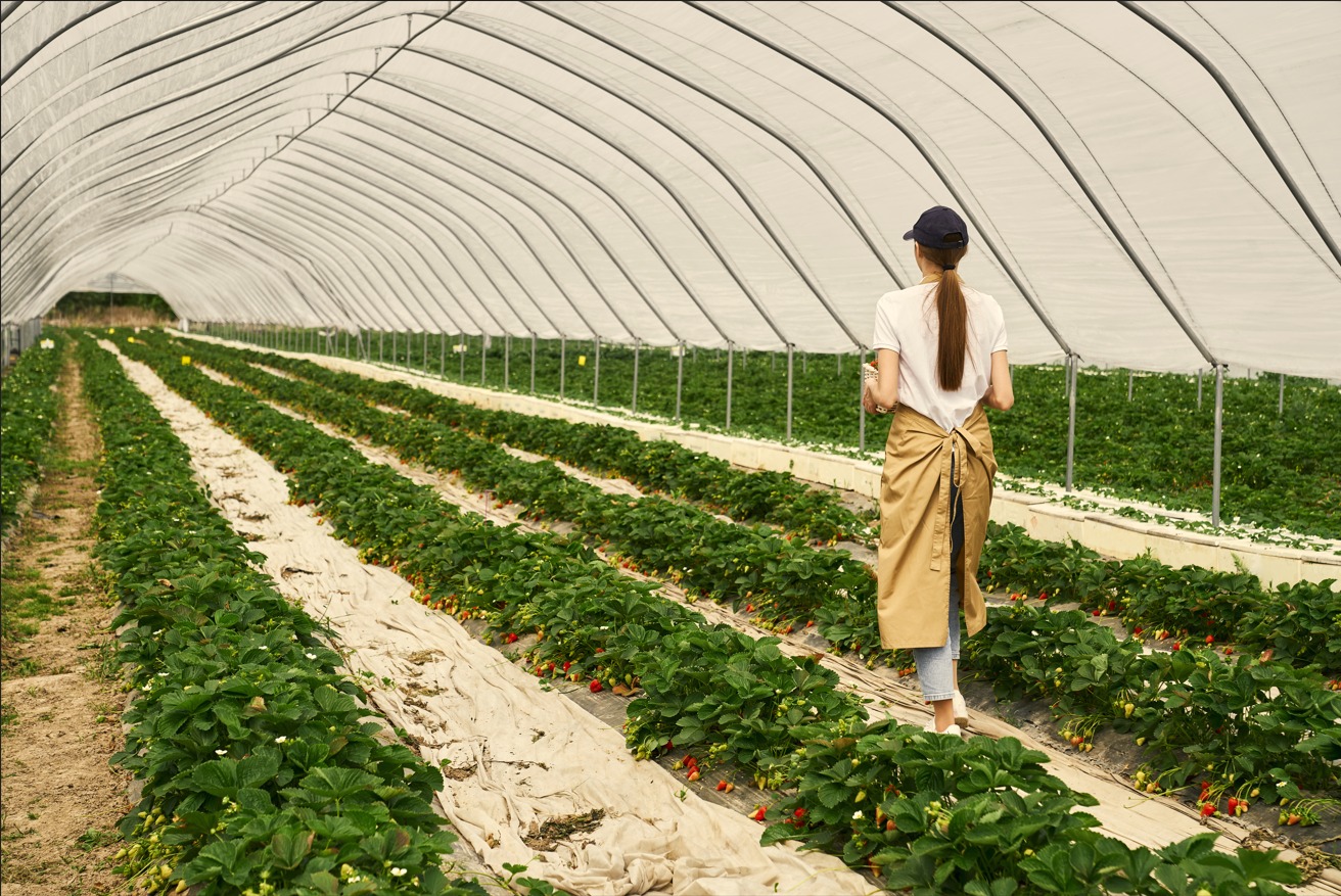 O Agro brasileiro