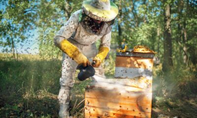 Projeto de polinização alia biodiversidade a agricultura sustentável