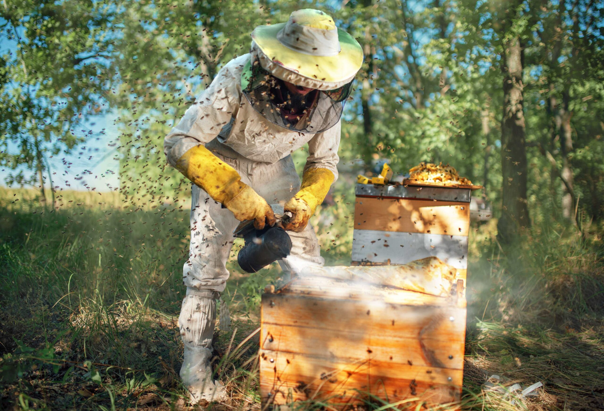 Projeto de polinização alia biodiversidade a agricultura sustentável