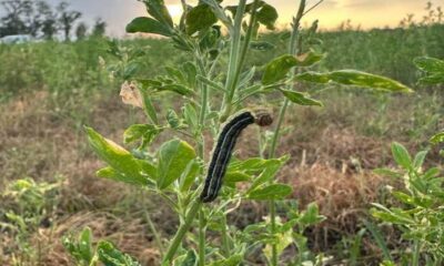 A lagarta-do-cartucho (Spodoptera frugiperda)