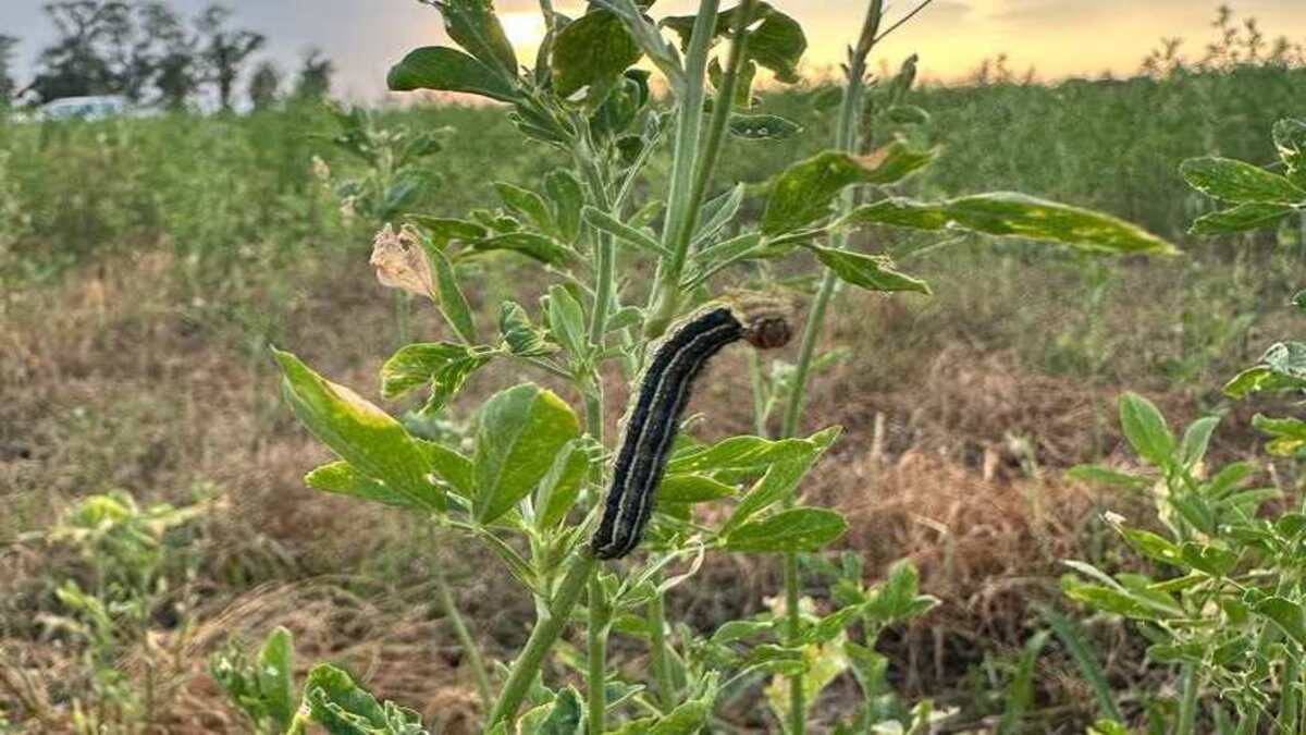 A lagarta-do-cartucho (Spodoptera frugiperda)