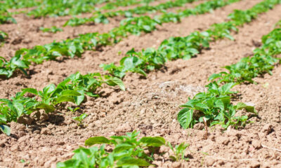 Pesquisa da UTPFR e Embrapa defende o uso de produtos biológicos no manejo de doenças agrícolas