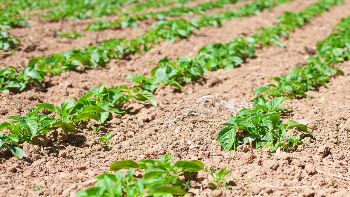 Pesquisa da UTPFR e Embrapa defende o uso de produtos biológicos no manejo de doenças agrícolas