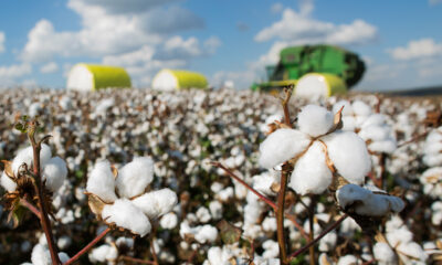 Tecnologias para o algodão ganham destaque em dia de campo