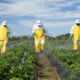 Produtores de hortaliças e frutas precisam se atentar ao uso correto de defensivos