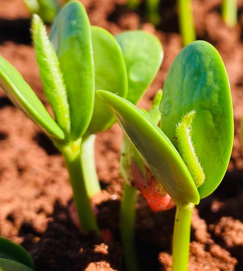 Sementes de qualidade podem incrementar mais de 35% a produtividade da soja