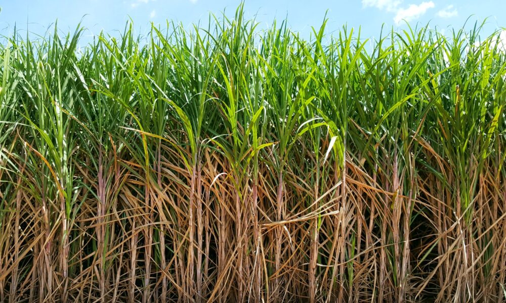 Divulgação Stoller Cultivo de cana