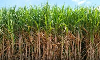 Divulgação Stoller Cultivo de cana