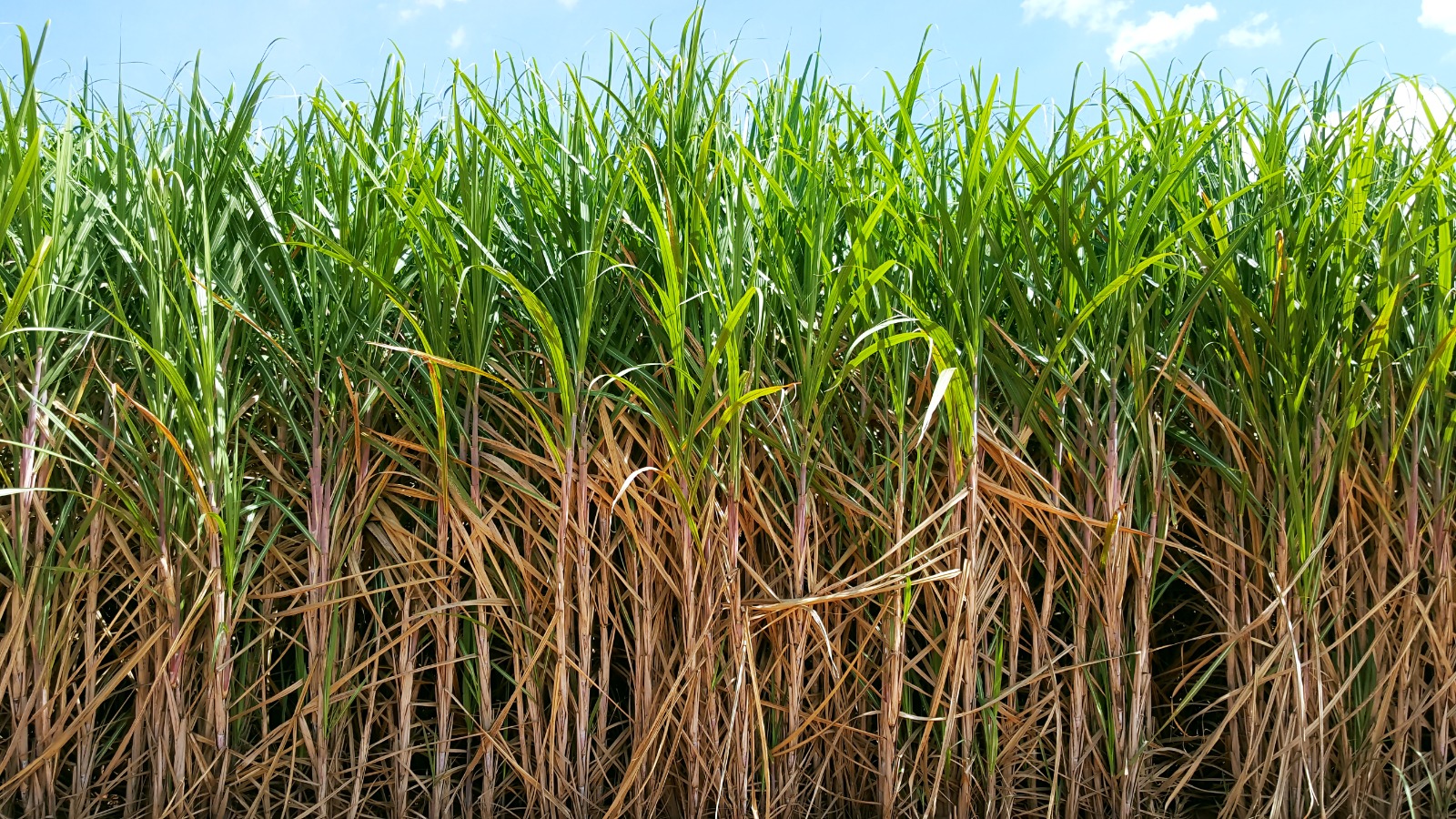 Divulgação Stoller Cultivo de cana