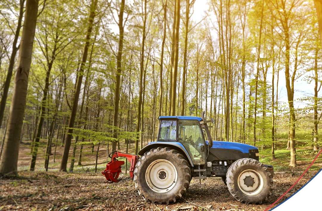 Mercado florestal ganha protagonismo e abre novas oportunidades no campo