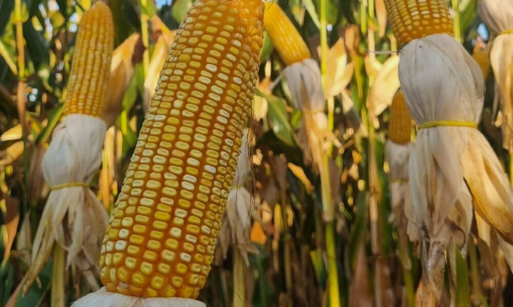 Produtores que atingiram teto de produtividade no milho serão premiados