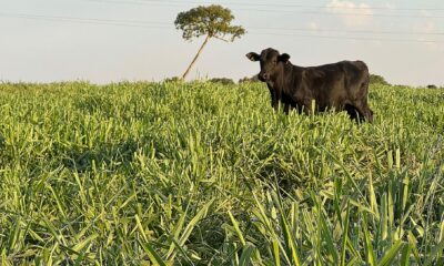 Sementes Oeste Paulista - Soesp