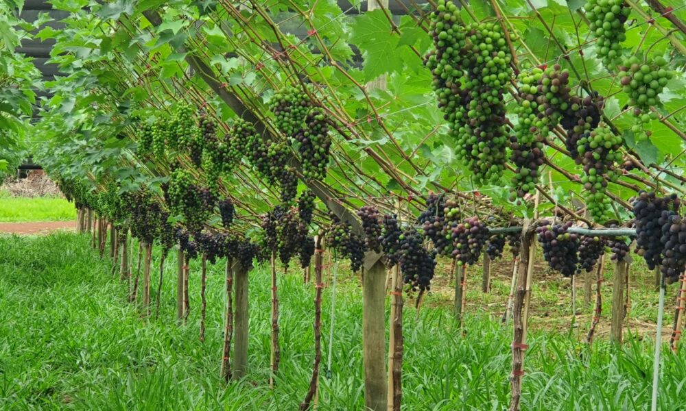 Produtor inova com integração de braquiária no sistema de cultivo de uvas gourmet