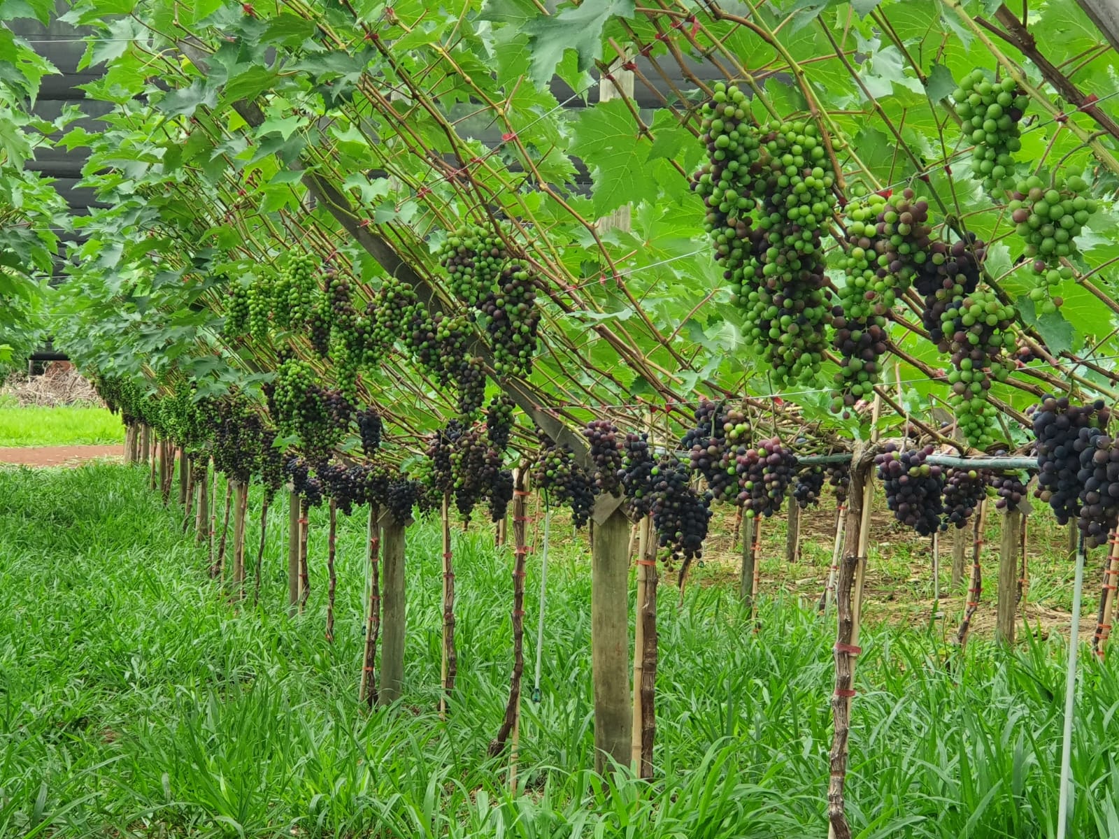 Produtor inova com integração de braquiária no sistema de cultivo de uvas gourmet