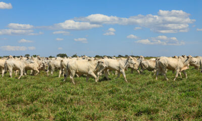 Fazenda Conforto