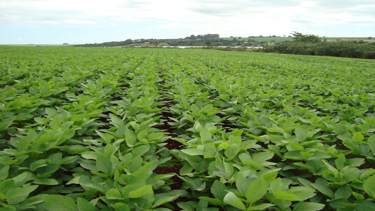 Marcante no agro brasileiro, Stimulate consolidou o uso de biorreguladores em 17 culturas