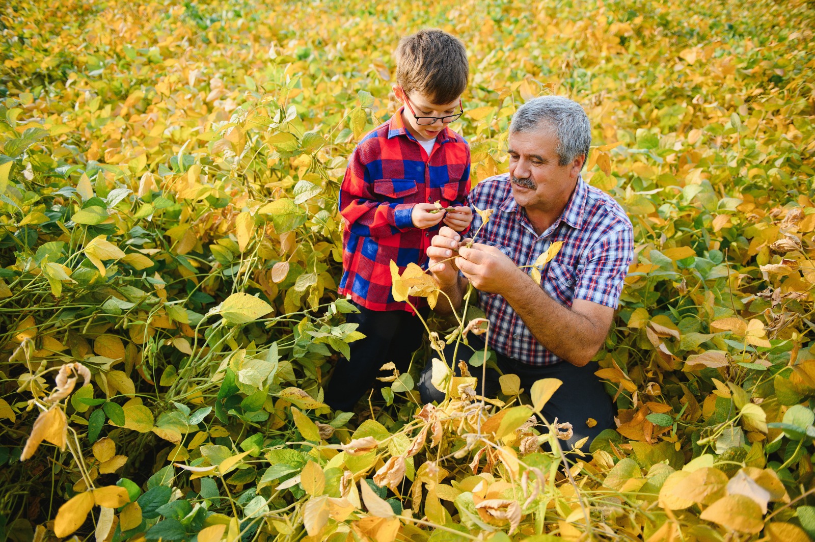 Agricultura familiar deve aquecer e movimentar o mercado de máquinas