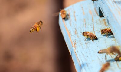 Fenômenos climáticos afetam apicultura e refletem no desempenho agrícola