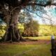 Dayane Lins/Divulgação Roncador Fazenda Roncador, localizada em Querência (MT), conta com 152 mil hectares e é considerada a maior do Brasil