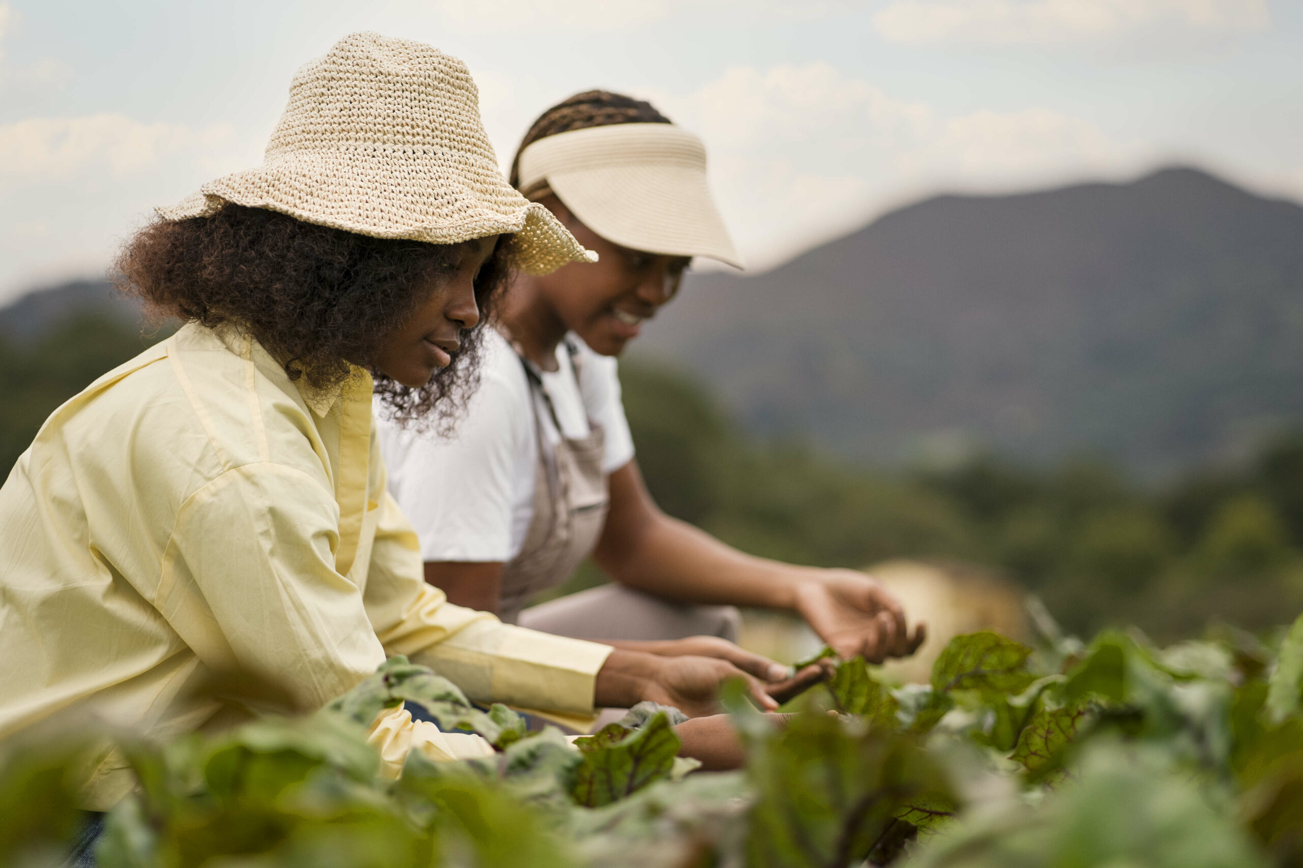 Crédito para agricultura familiar dobra no Plano Safra 24/25