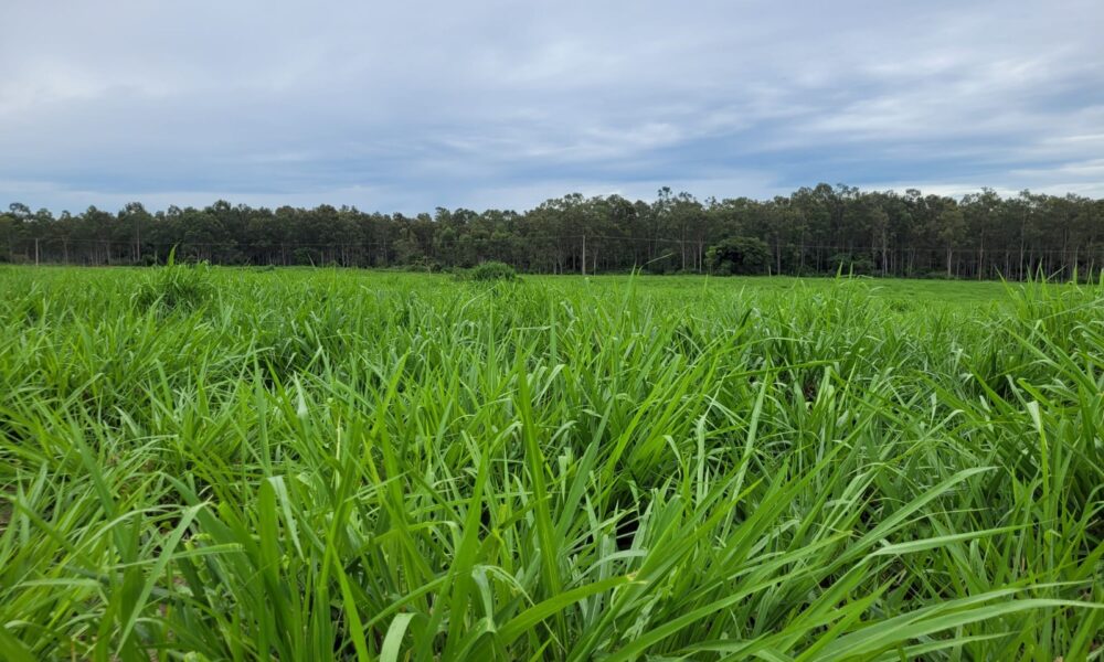 Pastagem de MG5 com 9 anos - Brasilândia/M Divulgação Harvest Agro