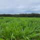 Pastagem de MG5 com 9 anos - Brasilândia/M Divulgação Harvest Agro