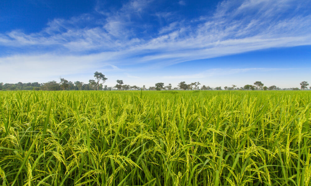 Com previsão de crescimento da área de arroz na safra 2024/2025, agricultores devem ficam em alerta para controle de gramíneas