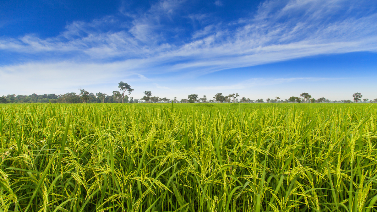 Com previsão de crescimento da área de arroz na safra 2024/2025, agricultores devem ficam em alerta para controle de gramíneas