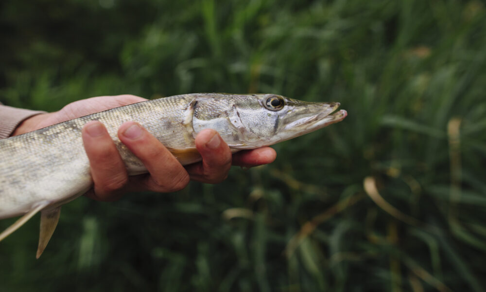 Oscilações no clima e estresse estão entre os fatores que mais prejudicam cultivo da aquicultura, afirma ADM