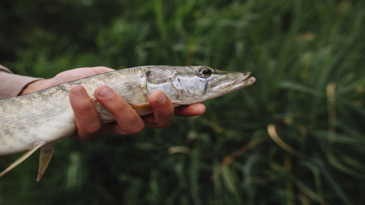 Oscilações no clima e estresse estão entre os fatores que mais prejudicam cultivo da aquicultura, afirma ADM