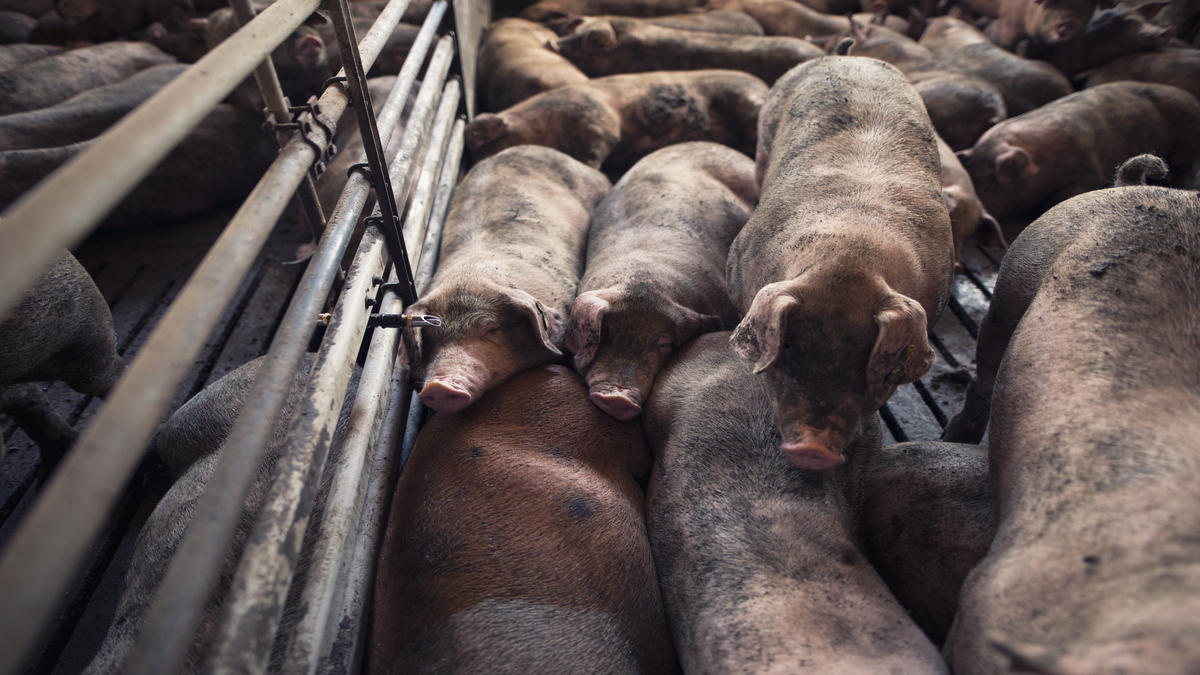 Equilíbrio genético e manejo contribuem para reduzir a mortalidade pré-desmame na suinocultura