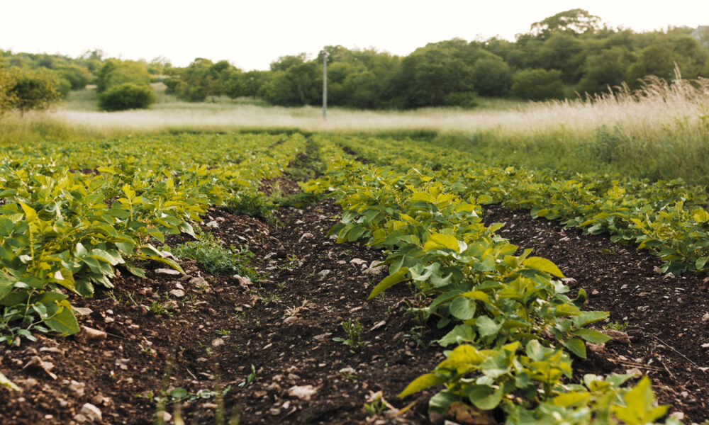 O impacto das mudanças climáticas no agronegócio brasileiro