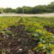 O impacto das mudanças climáticas no agronegócio brasileiro