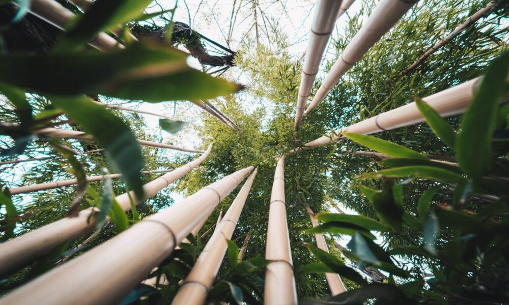 Plantação de cana-de-açúcar