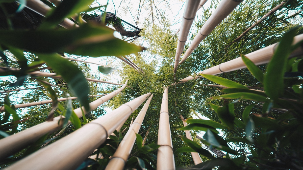 Plantação de cana-de-açúcar