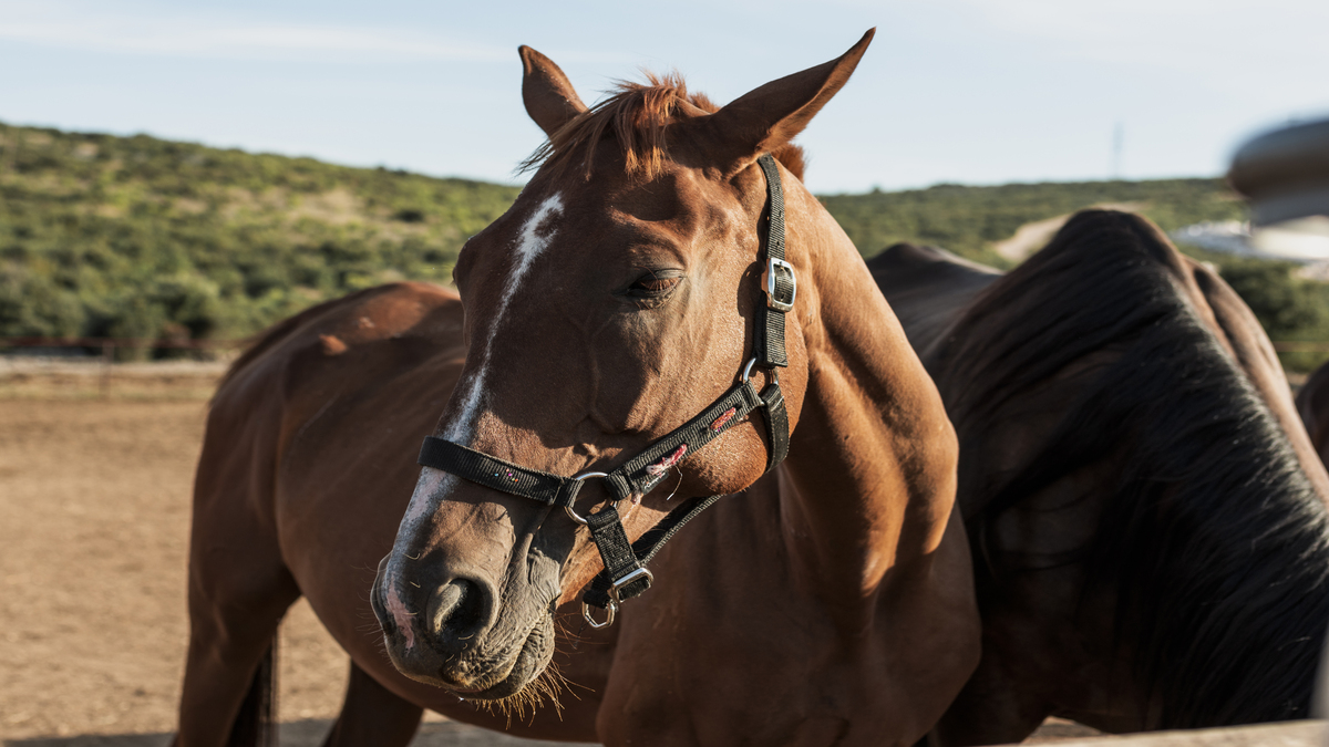 Manejo reprodutivo equino: como proceder?