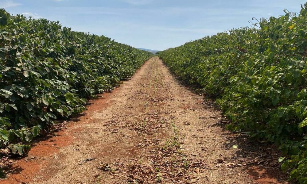 Lavoura de café no Alto Paranaíba, Minas Gerais, que recebeu tratamento com nanoaditivos Floema Nutrição Vegetal