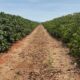 Lavoura de café no Alto Paranaíba, Minas Gerais, que recebeu tratamento com nanoaditivos Floema Nutrição Vegetal