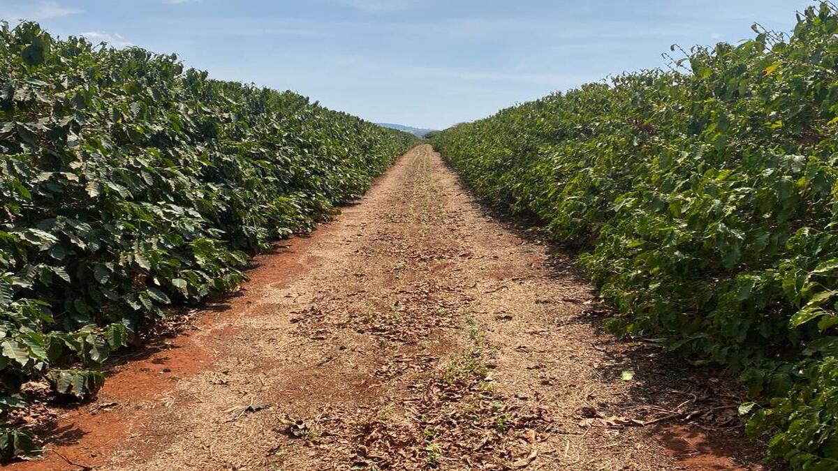 Lavoura de café no Alto Paranaíba, Minas Gerais, que recebeu tratamento com nanoaditivos Floema Nutrição Vegetal