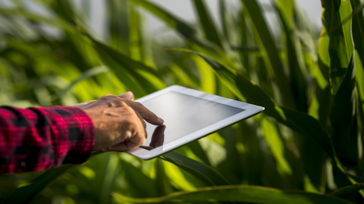 IA : Brasil é vanguardista em pesquisa e no desenvolvimento de tecnologias para o agronegócio