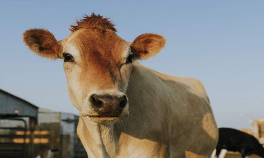 Doença Respiratória Bovina: Um desafio a ser superado