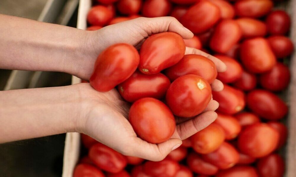 Safra do tomate industrial deve se recuperar em 2024, mas cenário é incerto