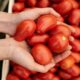 Safra do tomate industrial deve se recuperar em 2024, mas cenário é incerto