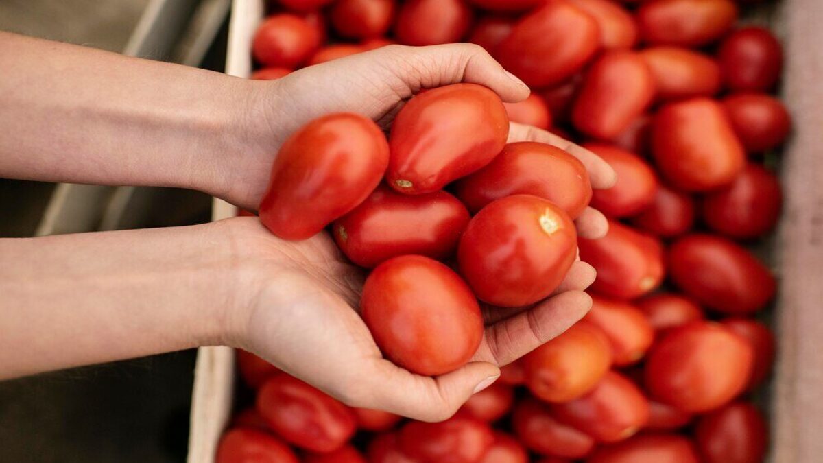 Safra do tomate industrial deve se recuperar em 2024, mas cenário é incerto