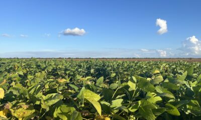 Estudo econômico identifica mudanças necessárias do uso da terra no cultivo de soja no Matopiba