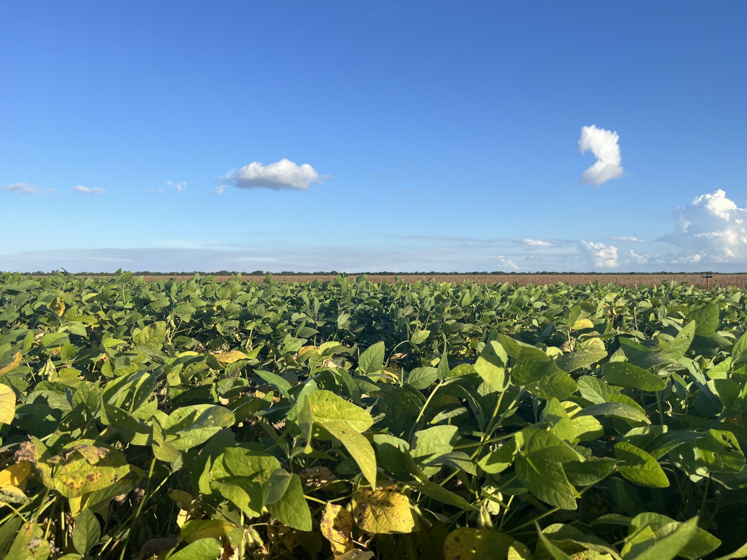 Estudo econômico identifica mudanças necessárias do uso da terra no cultivo de soja no Matopiba